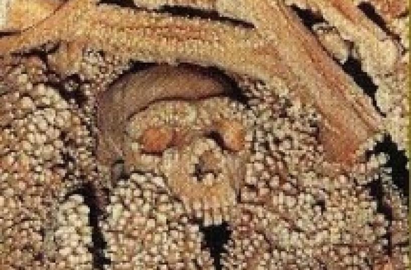 «Uomo preistorico» Non rischia più  lo sfratto da Altamura