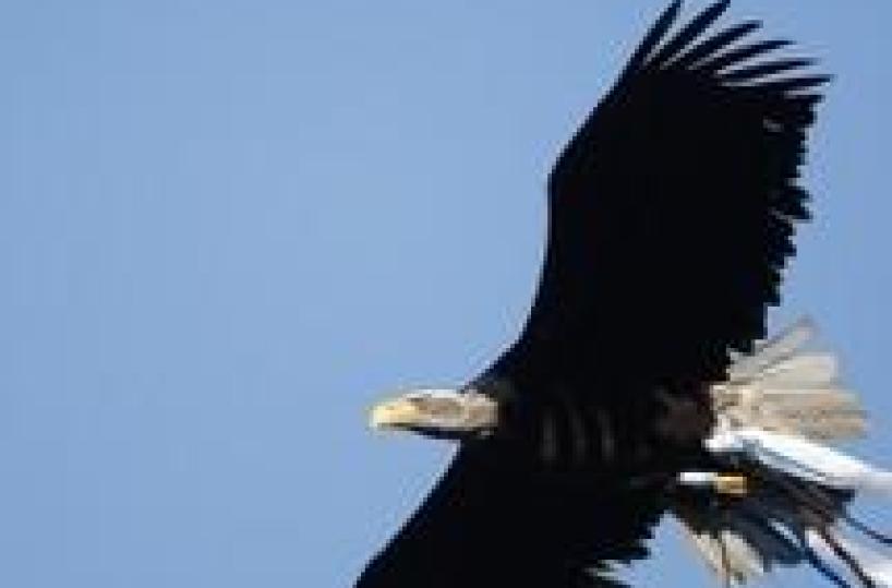 Lazio: apprensione per l'aquila Olimpia