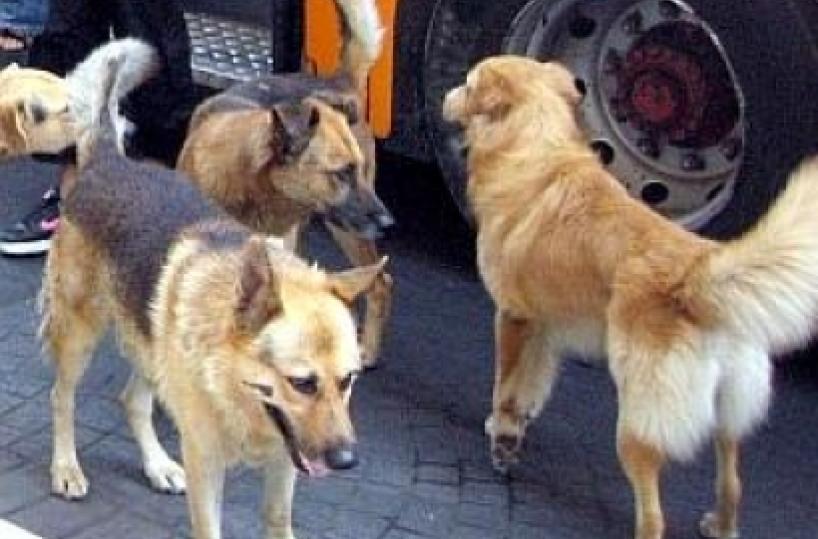 Dal balcone di casa spara ai cani randagi, ma per strada ci sono i bambini
