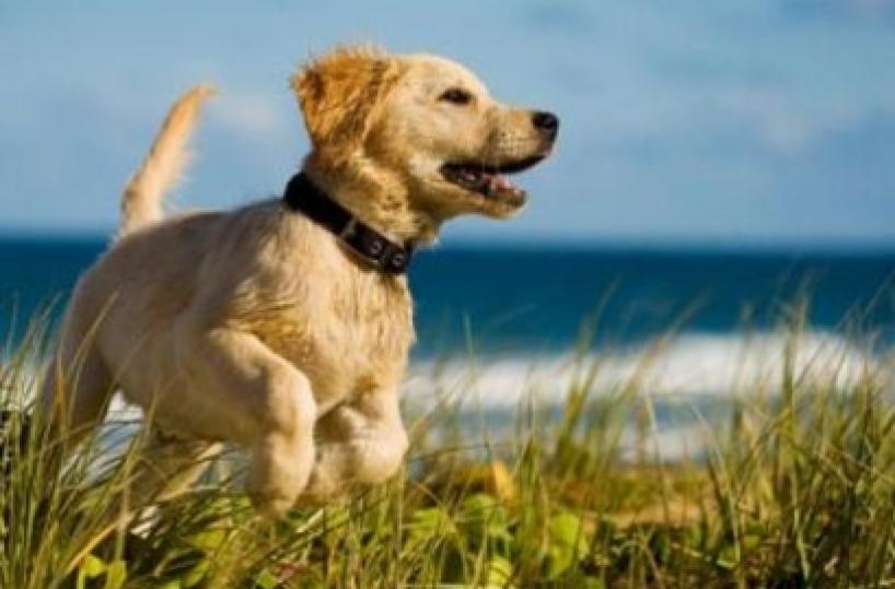 Torchiarolo, l'ordinanza &laquo;Via i cani dalla spiaggia&raquo; E scoppiano le polemiche