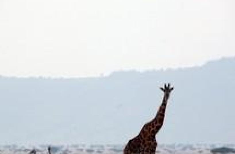 Kenya:aereo turisti su Serengeti,4 morti