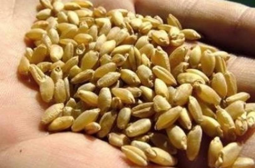 Imprenditori materani «Così rivive il grano del senatore»