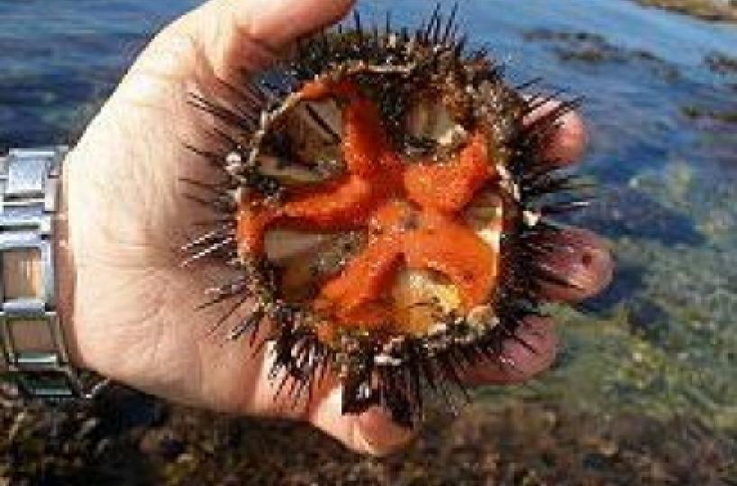 Non sei vero barese se al mare non peschi i ricci e te li scrofani