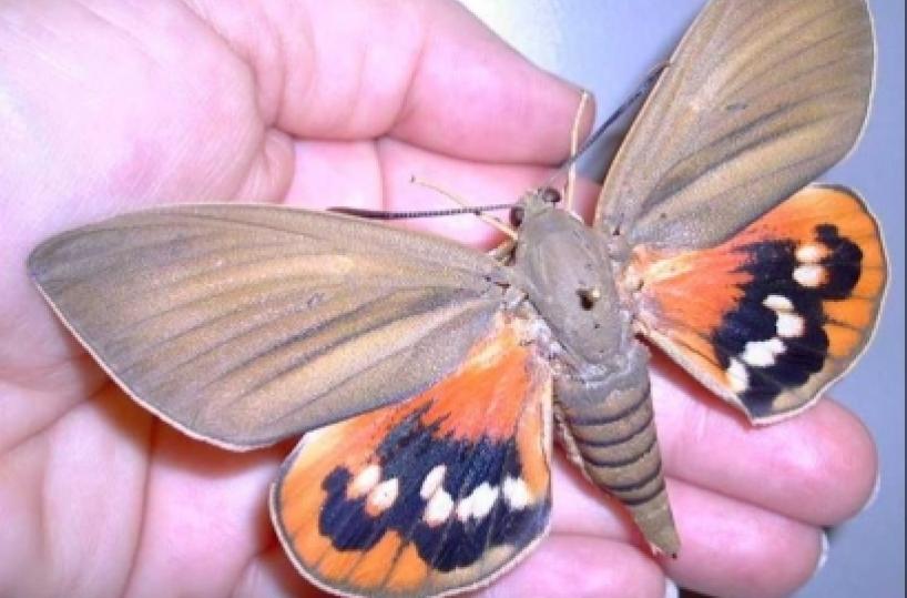 Un (altro) alieno tra noi Farfallone argentino &laquo;mangia&raquo; nostre palme