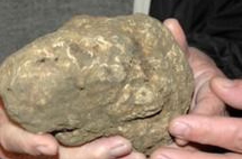 Crisis cancels Piedmont's annual white-truffle auction