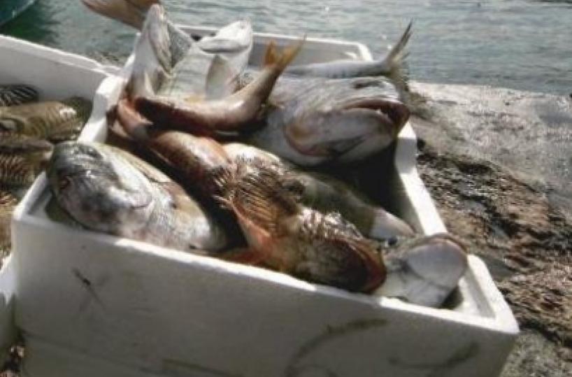 Puglia, l'allarme della Coldiretti: «Aumenta il consumo di pesce del 25% ma i pescatori sono allo stremo»