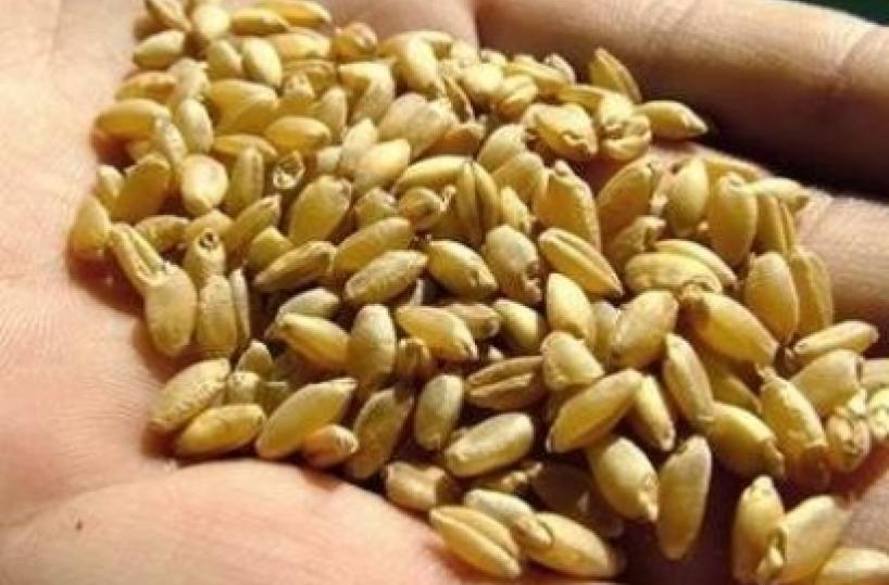 Produzione di grano aumenta in Puglia ma è sos su vendita