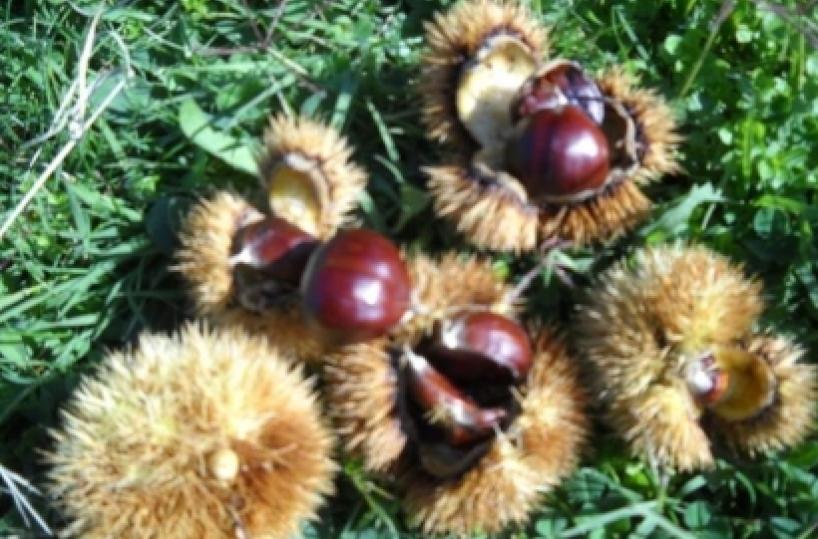 Raccolta castagne «guerra» tra poveri
