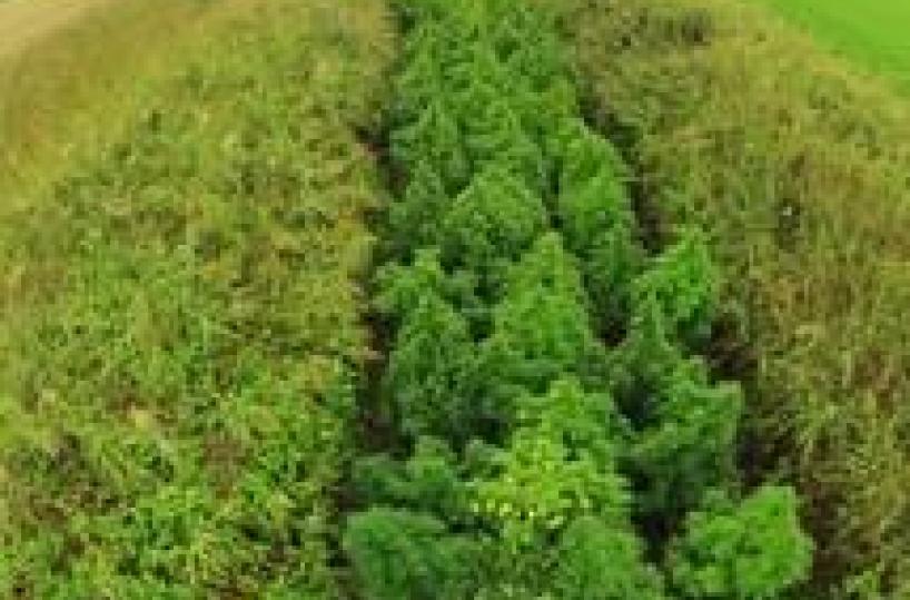 Piantagione di marijuanascoperta in campo di granturco