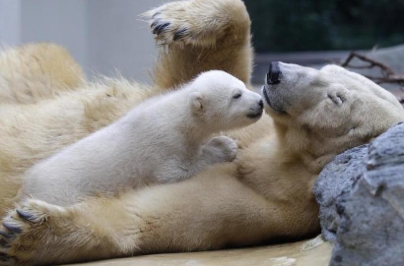 Lo Zoosafari: i nostri orsi stanno benissimo