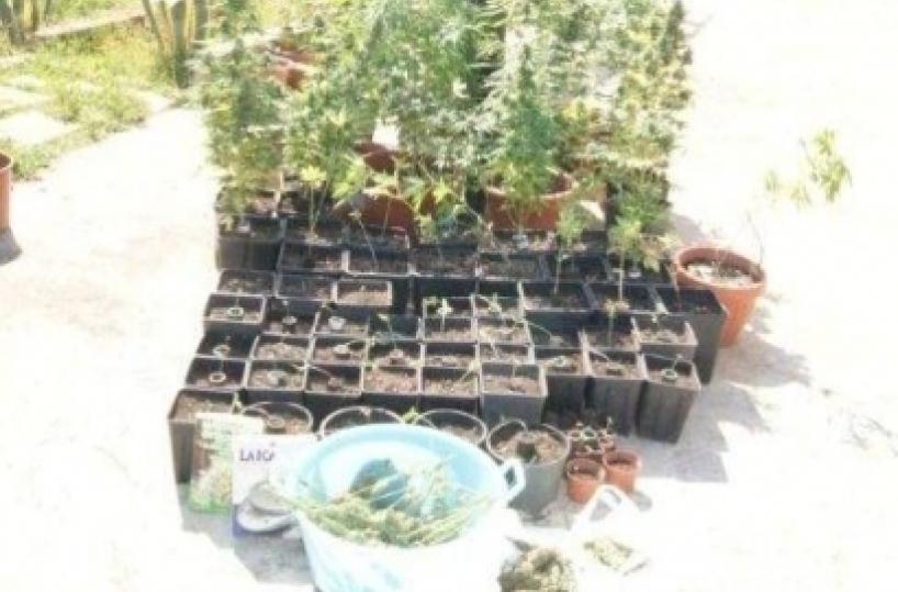 Nel Salento primo club produzione di cannabis per uso terapeutico