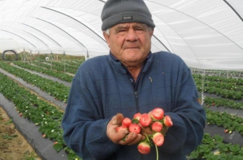 «Le mie fragole divorate nella notte da tassi e istrici»