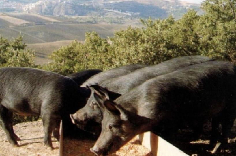 Test genetici per salvare il suino nero della Basilicata 