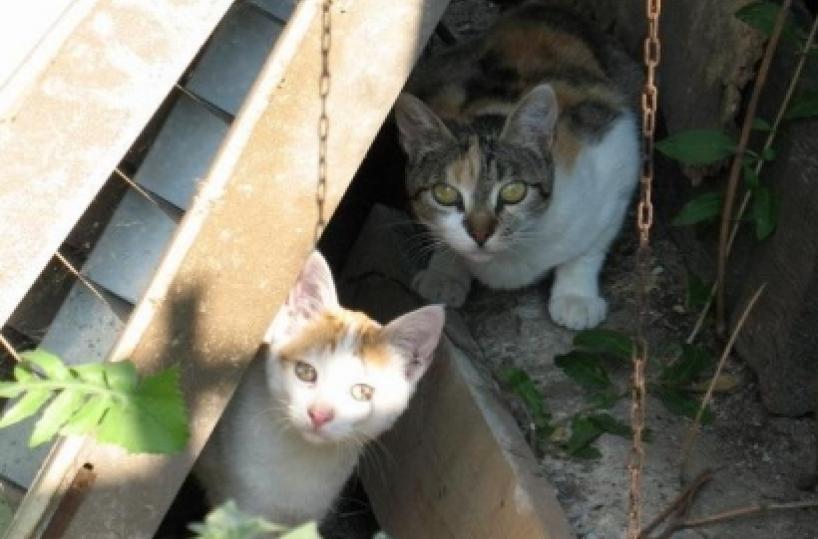 «Gattini avvelenati», scatta l’allarme nel Leccese: avviati gli accertamenti a Martano