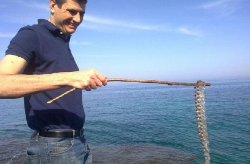 Colonie di plancton assediano coste salentine Boero: «Non sono meduse e non pungono»