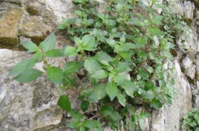 Contro le allergie Scatta a Lecce la caccia alla parietaria