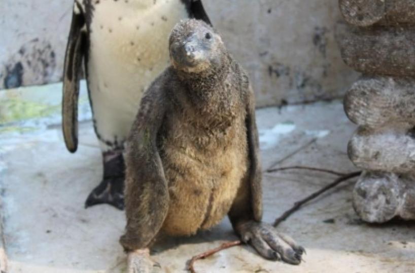 Allo Zoosafari di Fasano nascono pinguini e cicogne 