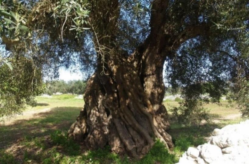 Michelle Obama nel Salento per il grande ulivo che le è stato dedicato