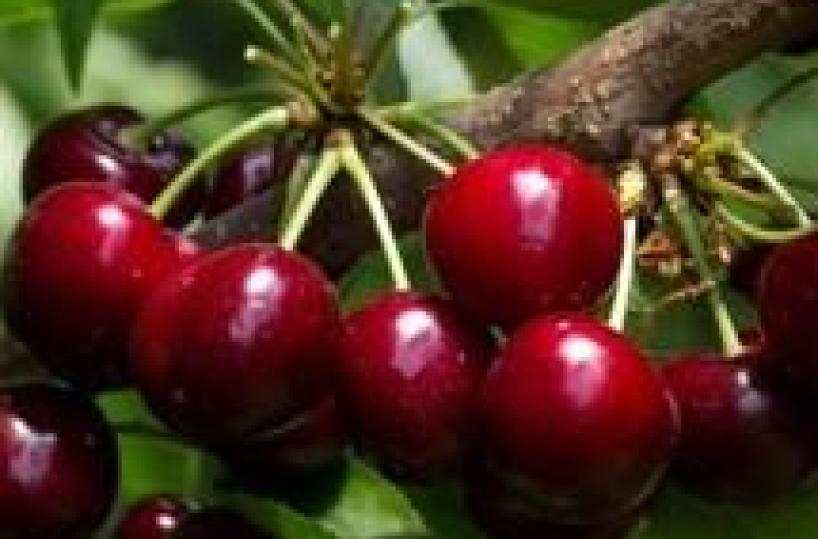 In Puglia festa nazionale  ciliegiedal 2 al 5 e dall'11 al 12  giugno