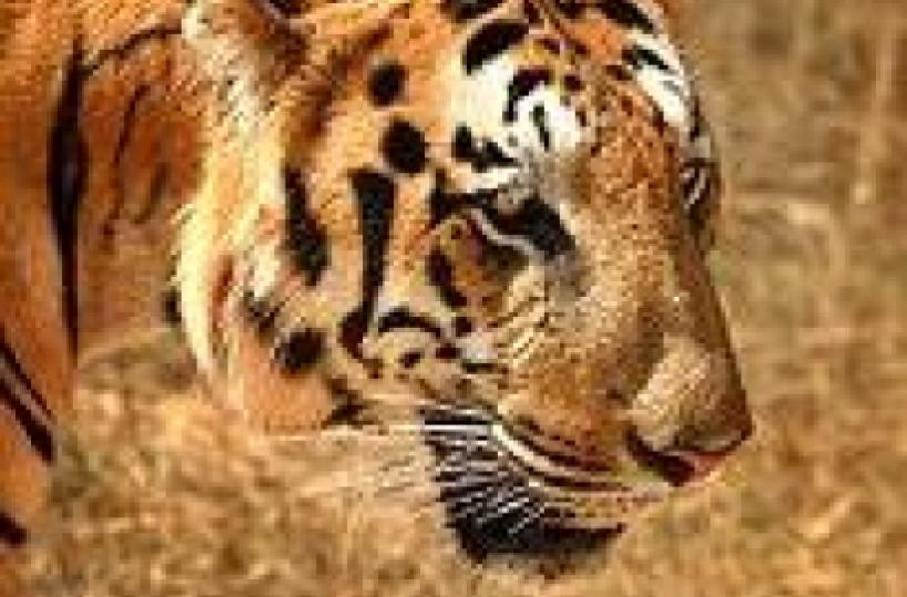 Morta allo zoo Safari tigre responsabile uccisione di un uomo