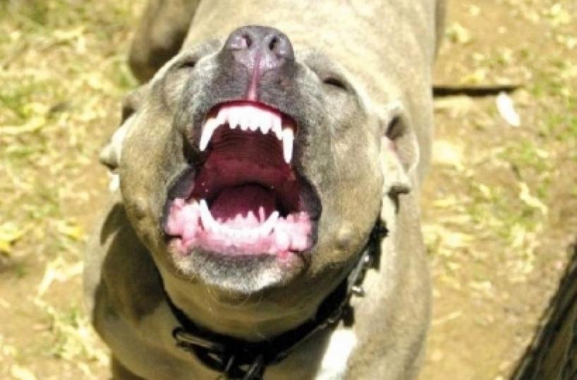 Pitbull sfugge al controllo e aggredisce una donna: ferita