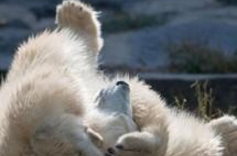 Berlino ha un nuovo orso polare, è russo