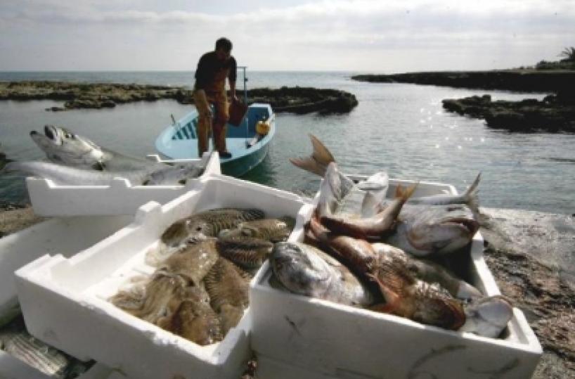 Pesca, Coldiretti Puglia «Blocco in base alla specie»