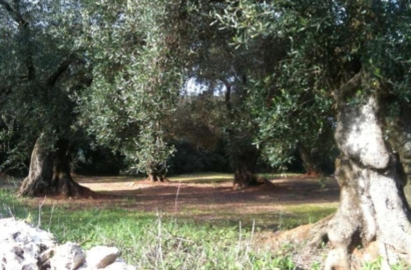 Xylella, ok a reimpianto ulivi«La Regione sblocchi il Psr»