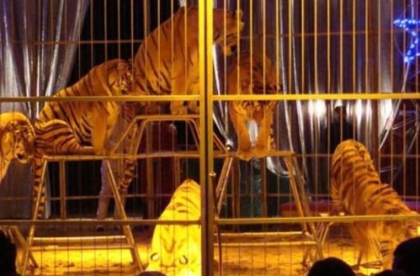 S&igrave; ad animali nei circhi Tar smentisce il comune di Brindisi Aidaa: &laquo;E noi boicottiamo il circo&raquo;
