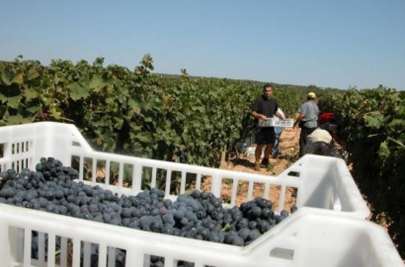 Vino «made in carcere»Le Cantine San Marzanoe la Casa Circondariale di Taranto