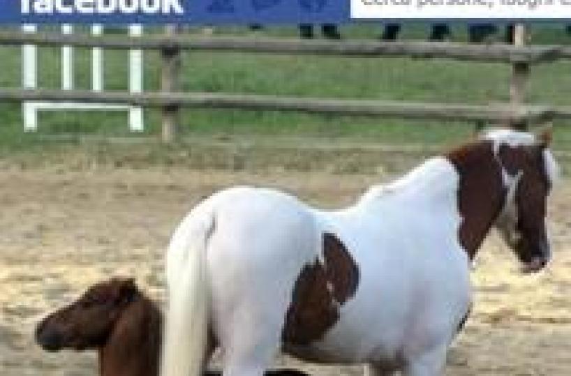 Charlie, world's smallest pony, found after theft in Italy