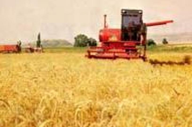 Aumenta grano estero «Coltivatori lucani ridotti sul lastrico»