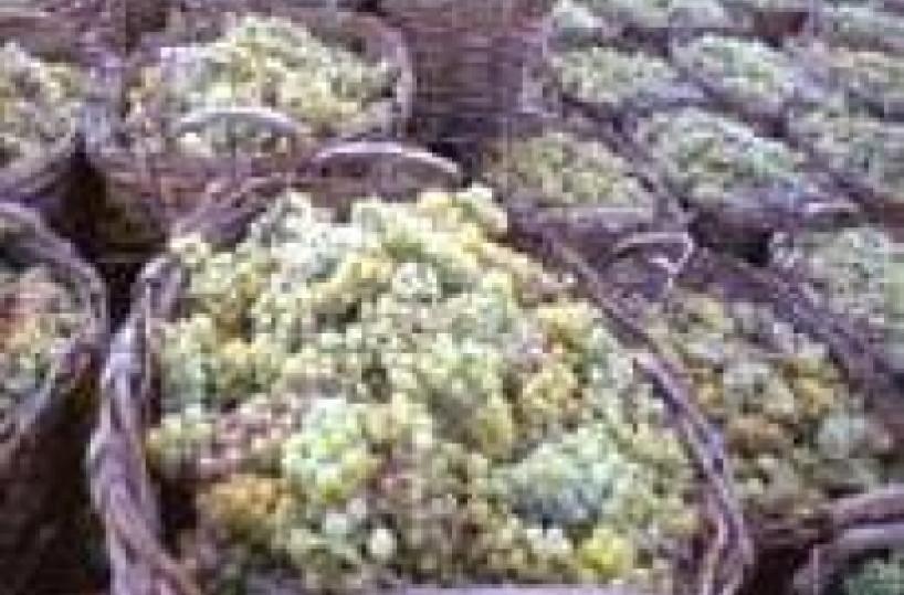 Denuncia da Foggia «Si vinifica di notte usando uva da tavola»