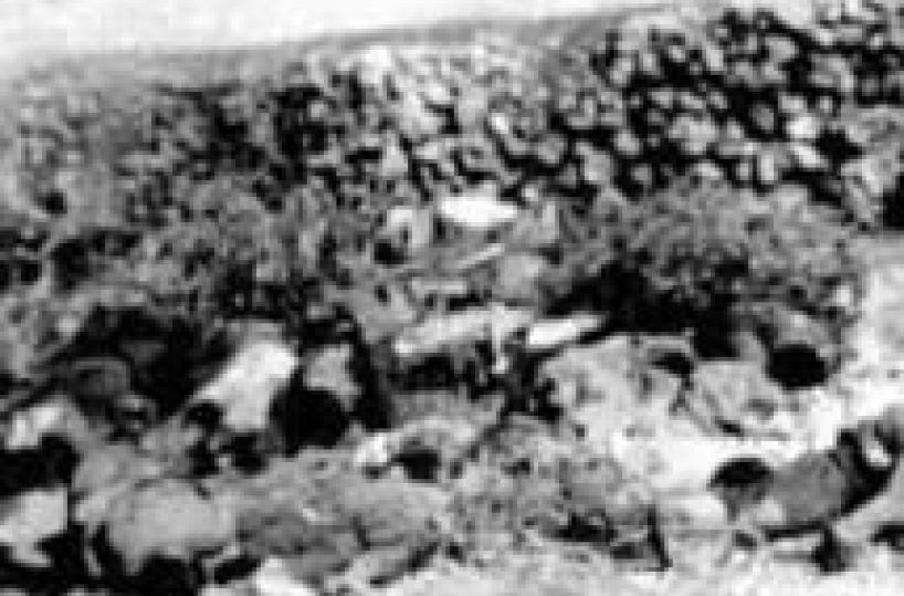 Life term asked for last Cephalonia massacre German