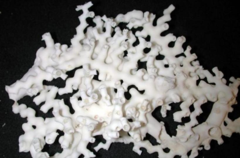 corallo bianco dello Ionio