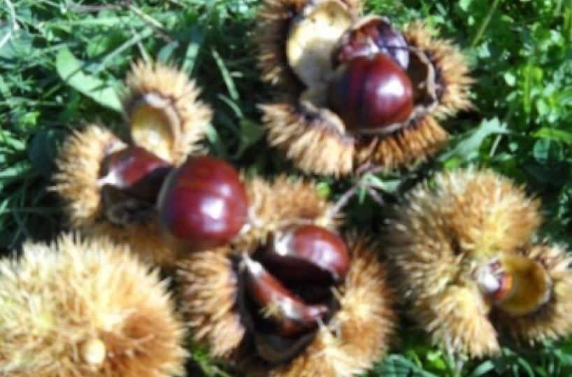 Sorpresi nel Vulturea rubare castagne