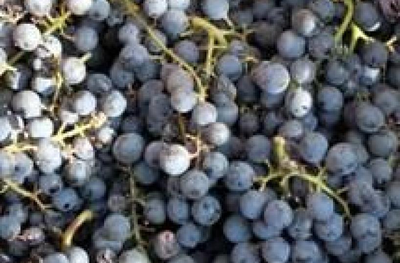 Noi che il vino lo facciamoViaggio tra uva, tini e tradizione