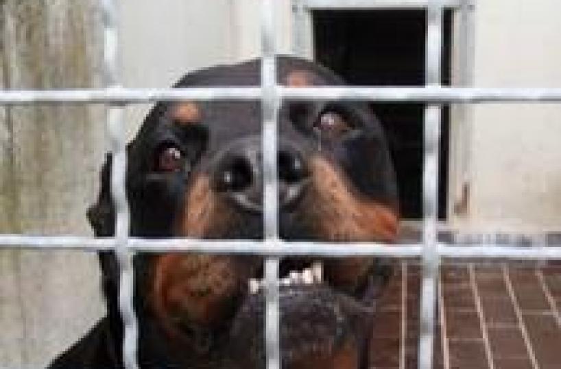 Cane si avventa contropadrona e le stacca orecchio