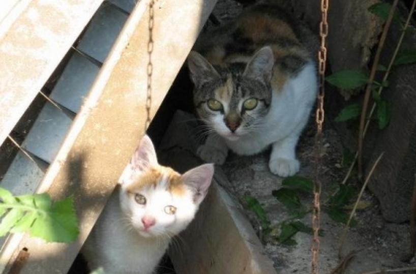 Manduria, più tutele per le colonie feline fra sterilizzazioni e nuova segnaletica
