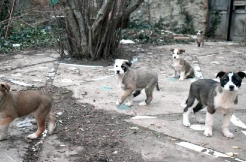 Locorotondo, niente tassa sui&nbsp;rifiuti per chi adotta randagio