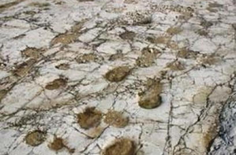 I dinosauri di Altamura lasciano impronte anche su internet