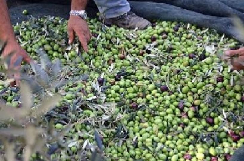 Trinitapoli, Comune: stop a quel pesticida, è usato troppo