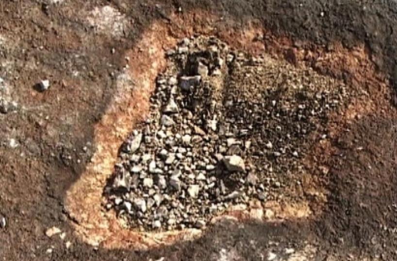 «Dinosauri a Bari» Quando la Puglia era Jurassic Park