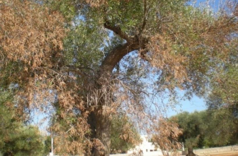 Xylella,  Italia olivicola: «300 milioni da destinare alle aziende distrutte dal batterio»
