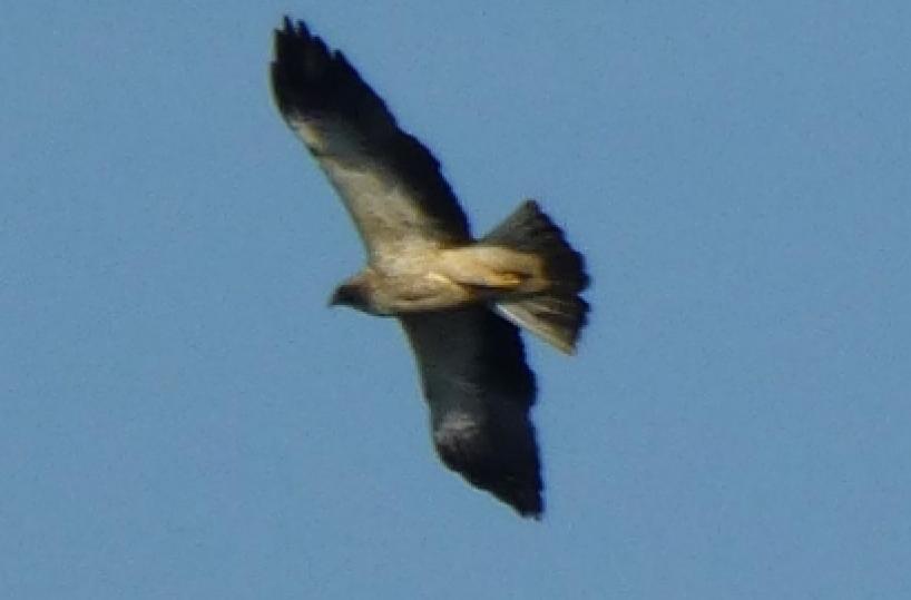 Le aquile volano nei cieli del Salento