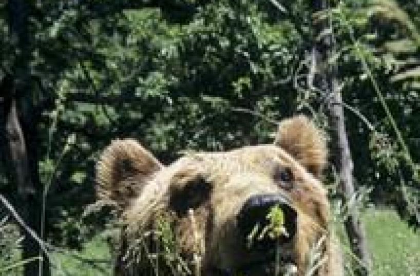 Italy moves to save Marsican brown bear