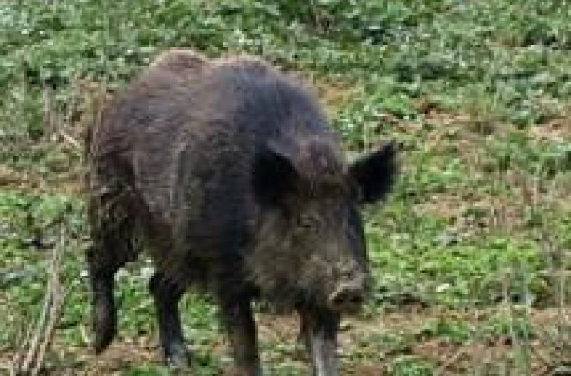 Mangiano carne di cinghiale famiglia contagiata da trichinella