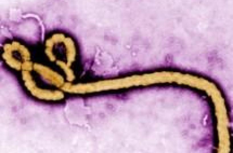 Guinea: virus Ebola raggiunge capitale