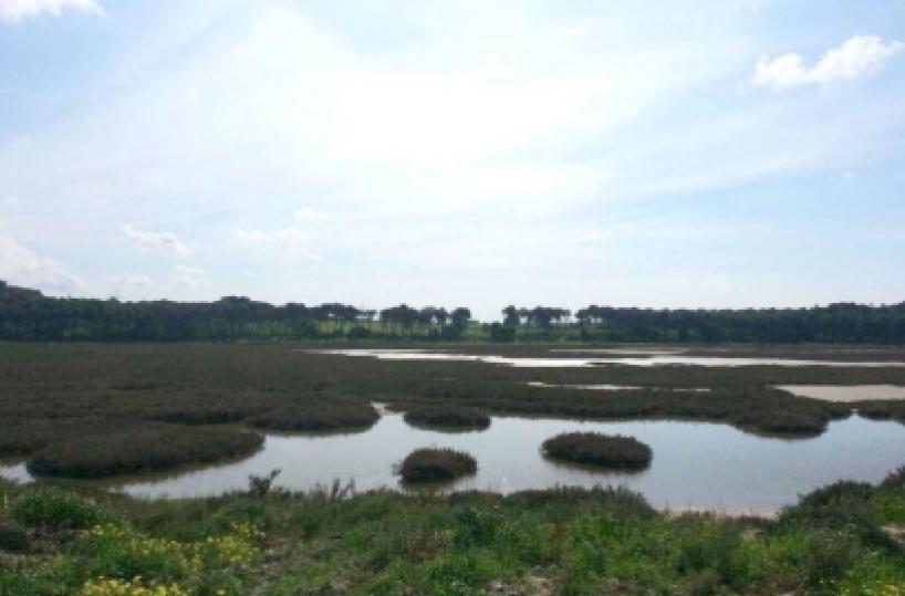 Rogo distrugge 2 ettari della riserva 'Palude la Vela' a Taranto
