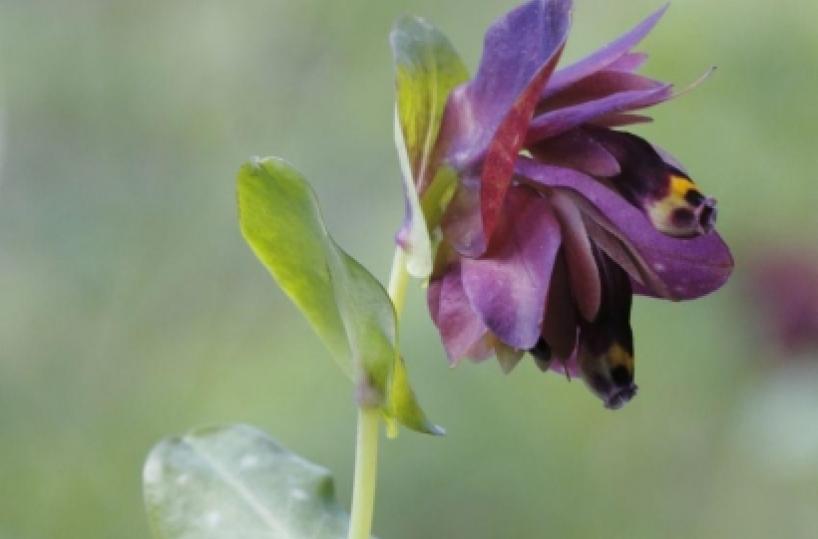 Nuovo fiore nel Gargano è la «Cerinthe retorta»